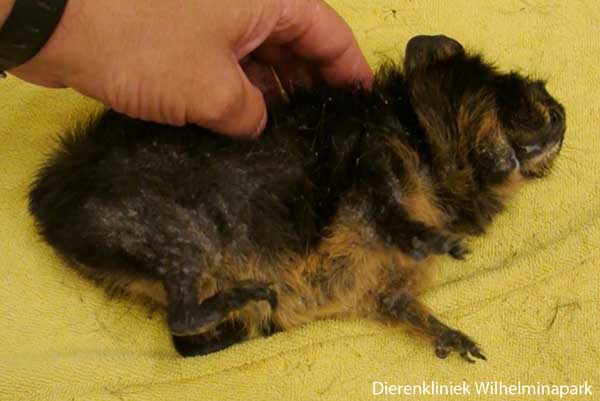 Cavia is in een kramp geschoten en kan zich niet meer bewegen